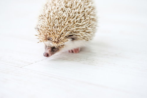 白い背景で俯きながら歩く小さなハリネズミ