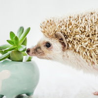 多肉植物の匂いを嗅ぐハリネズミのクンカクンカの写真