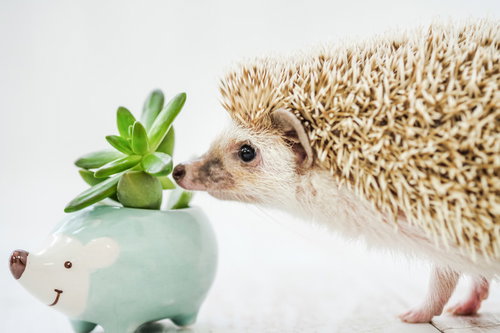 多肉植物の匂いを嗅ぐハリネズミのクンカクンカ