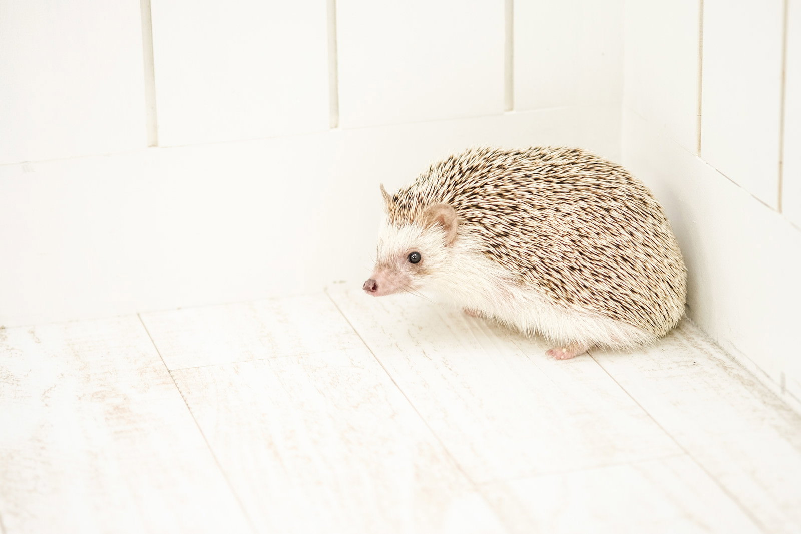 白い木目調の床の上で体を丸めて休んでいるハリネズミ