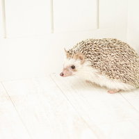 コーナーの端に追い込まれて丸くなったハリネズミの写真