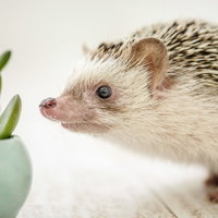 クンカクンカするハリネズミの写真