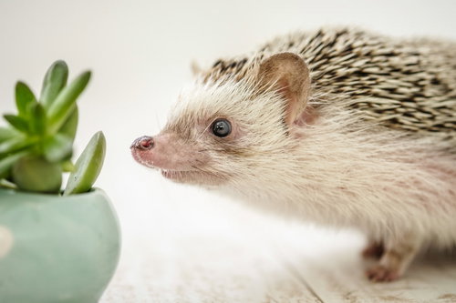 クンカクンカするハリネズミ