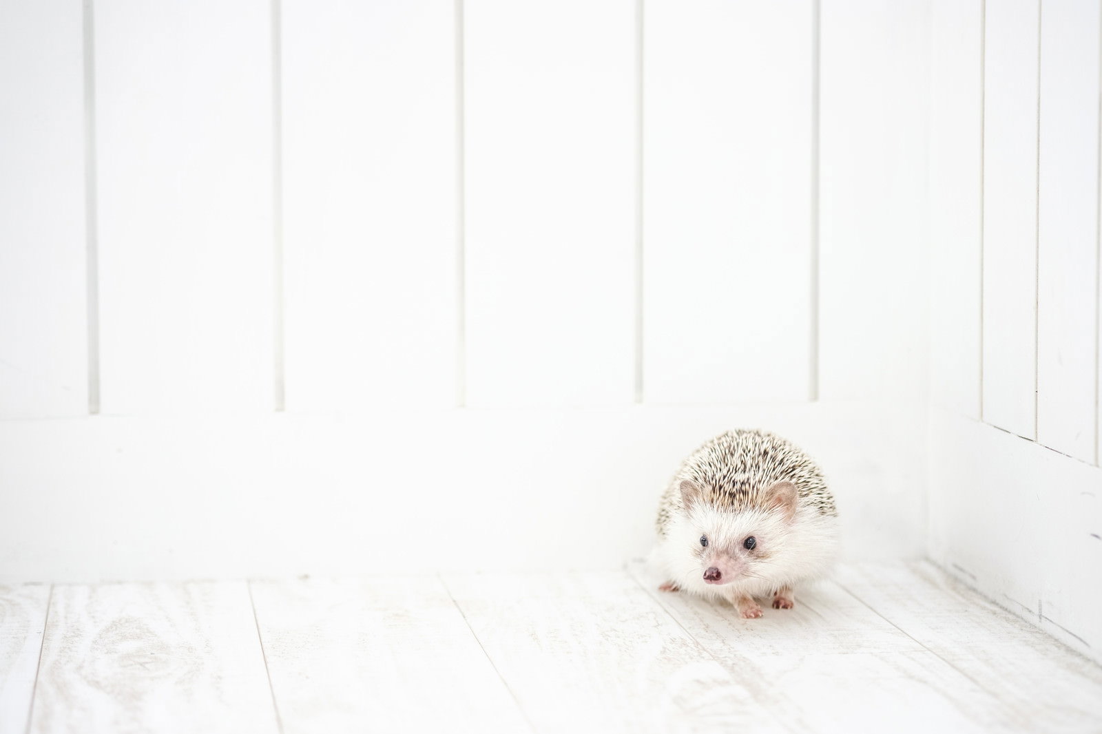 白い壁際で丸まっている小さなハリネズミ
