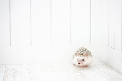 ハリネズミは壁の隅っこが大好き、白い壁際で丸まる様子