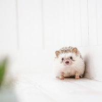 白い毛布の上で座り、カメラを見つめるハリネズミの写真