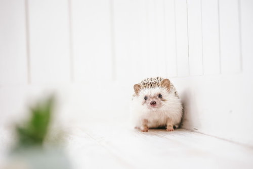 白い毛布の上で座り、カメラを見つめるハリネズミ