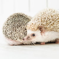 顔をスリスリ寄せ合う2匹のハリネズミの愛らしいスキンシップの写真