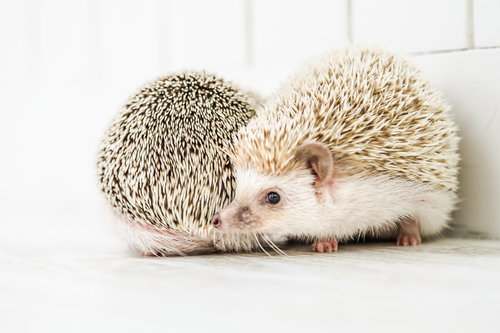 顔をスリスリ寄せ合う2匹のハリネズミの愛らしいスキンシップ