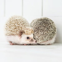 壁際で求愛しあう二匹のハリネズミの接近とふれあいの写真