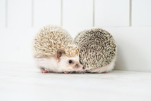 壁際で求愛しあう二匹のハリネズミの接近とふれあい