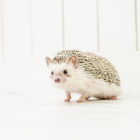 白い床に座る茶色いハリネズミの写真