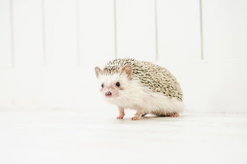 白い床に座る茶色いハリネズミ