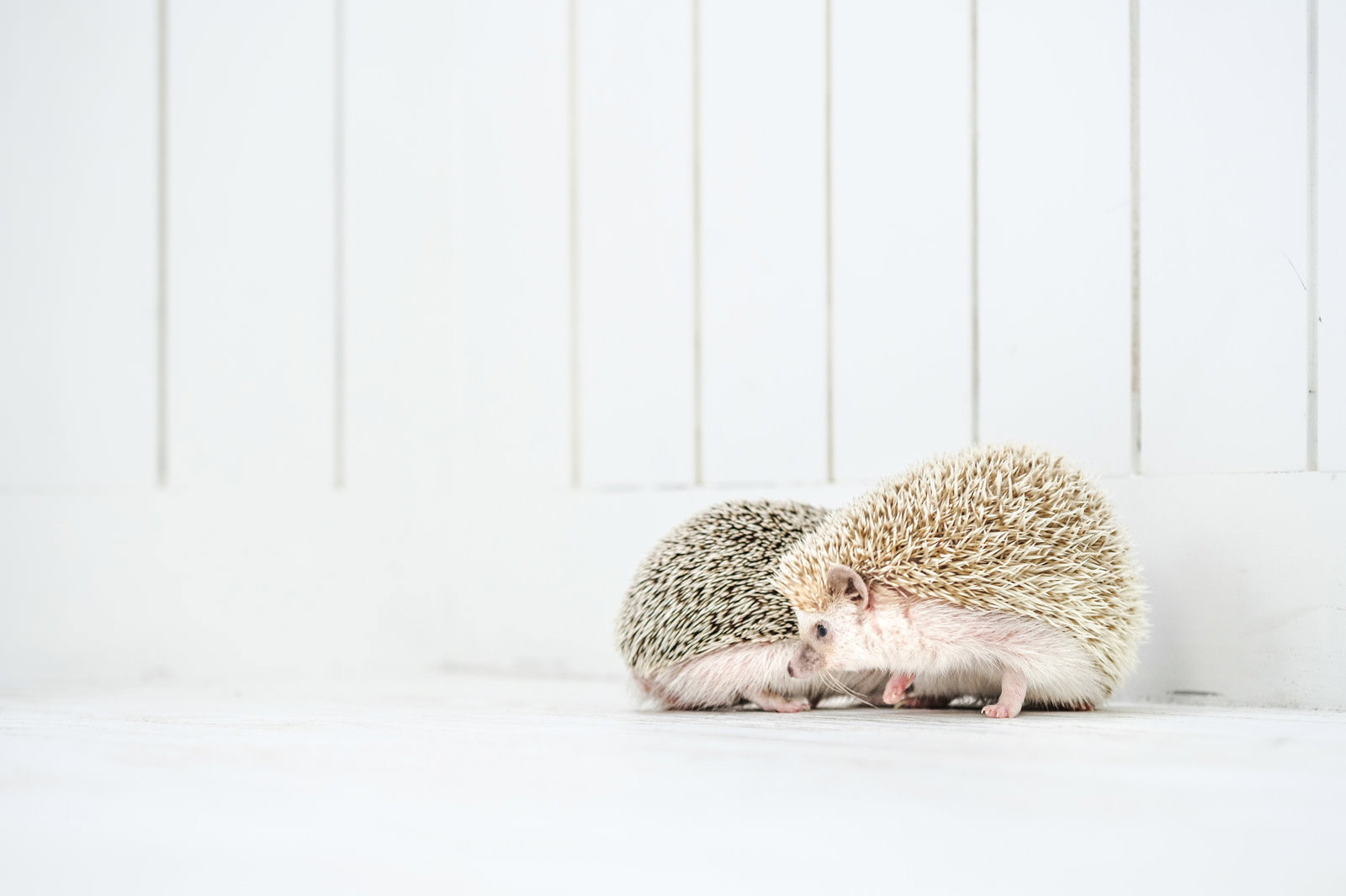 Two hedgehogs sitting close together on a white background
