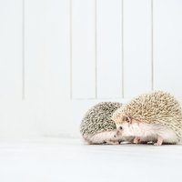 白い背景で体を寄せ合う二匹のハリネズミの求愛行動の写真