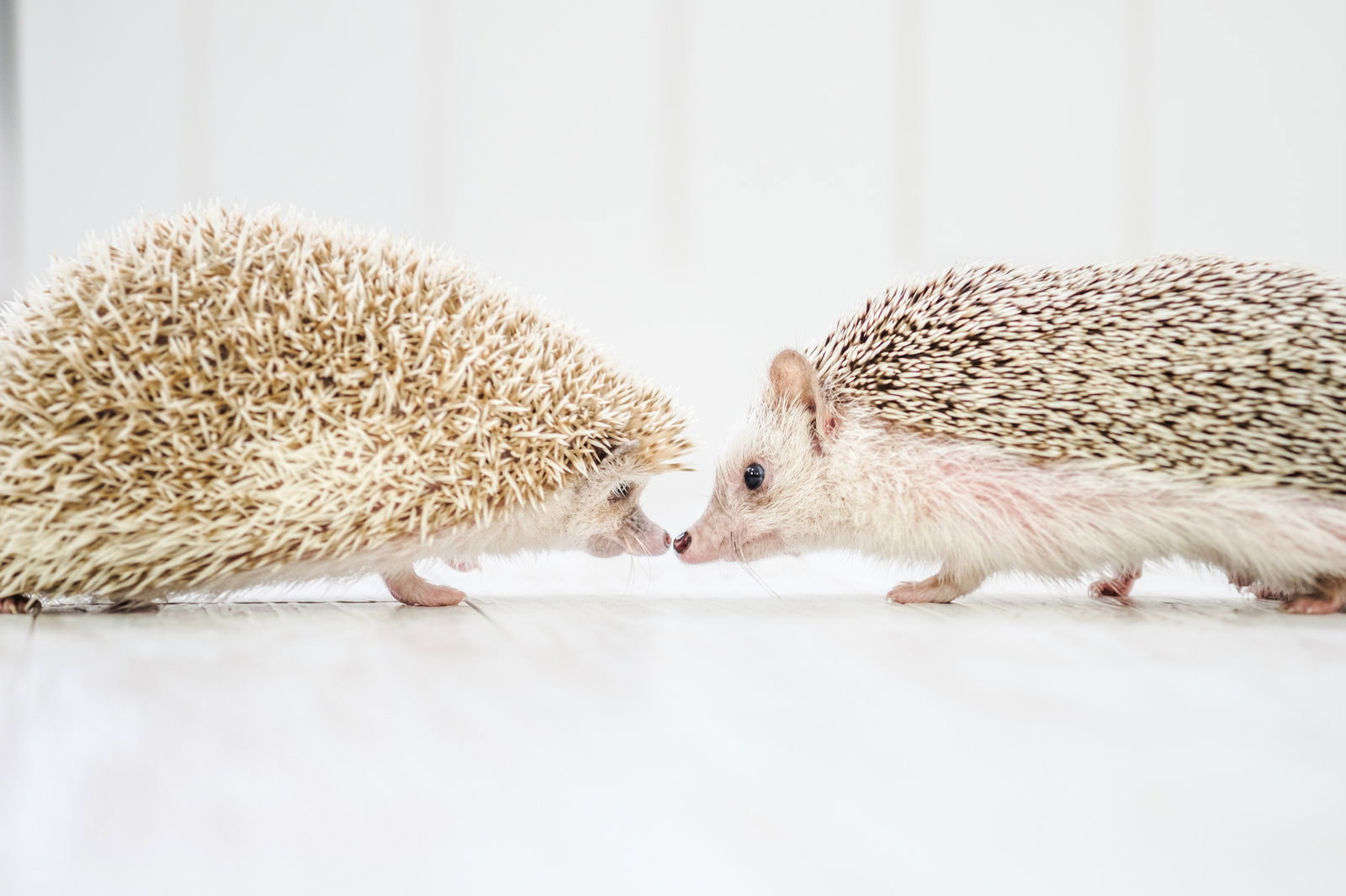 白い背景で鼻先を寄せ合いキスをする2匹のハリネズミのカップル