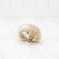 白い床で丸くなるハリネズミの防御姿勢と針立ての写真