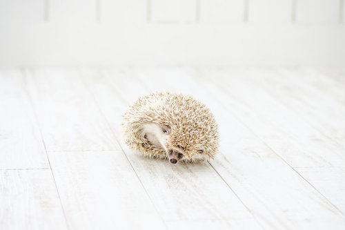 白い床で丸くなるハリネズミの防御姿勢と針立て