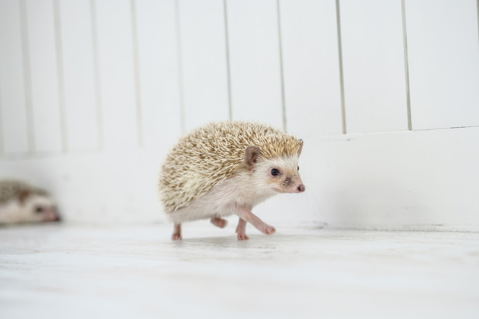 白い床の上をとことこと歩く小さなハリネズミ
