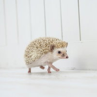 ちょっと通りますよ・・・白い床を歩くハリネズミの写真