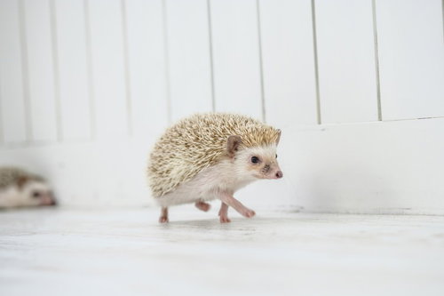 ちょっと通りますよ・・・白い床を歩くハリネズミ