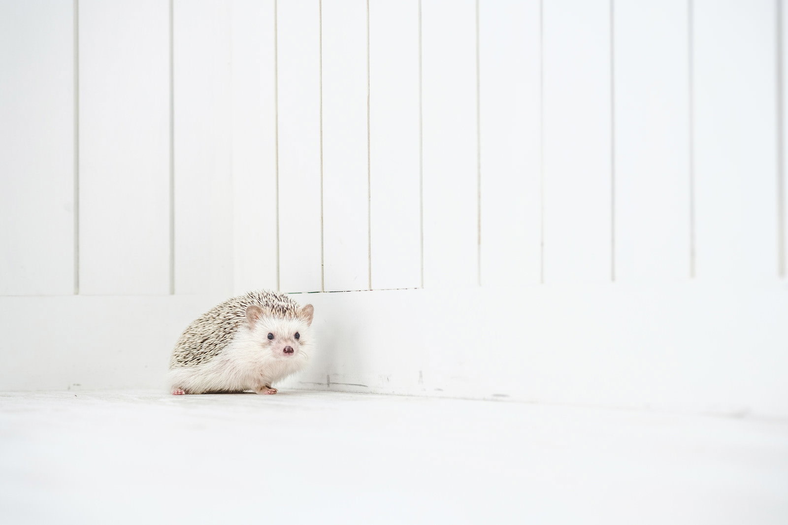 ミニピアノに前足を乗せるハリネズミ