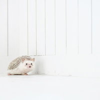 小さくて愛くるしいハリネズミとミニピアノの写真