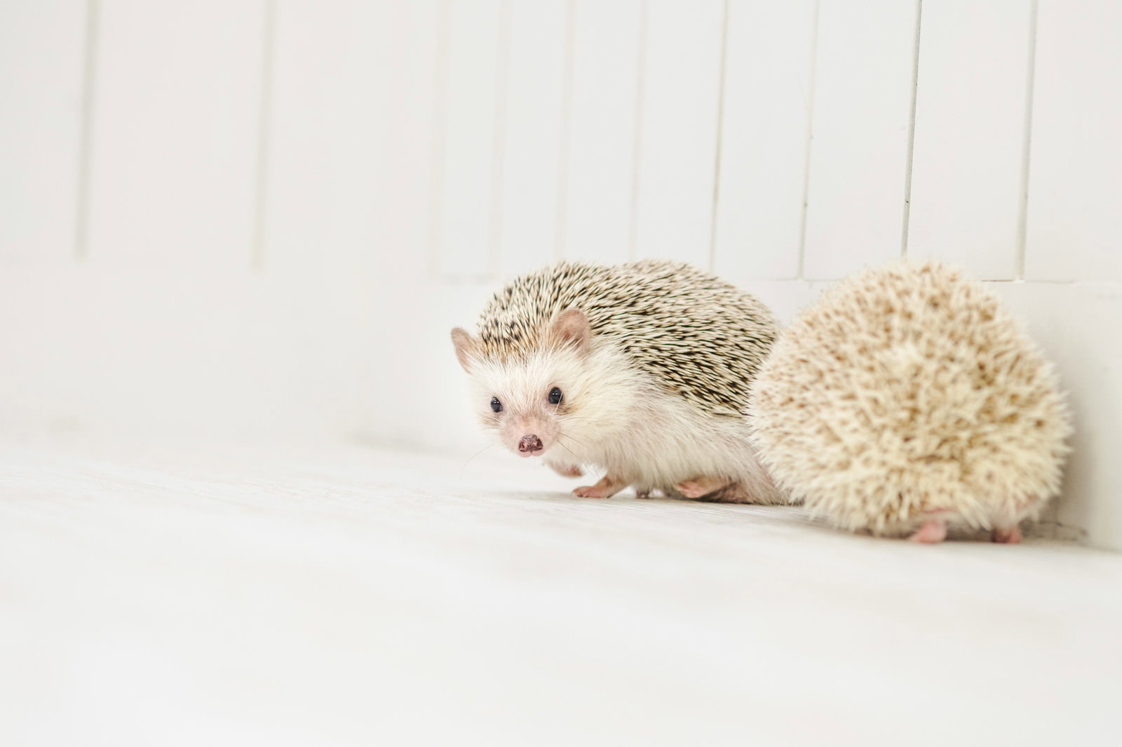 2匹のハリネズミが白い床に並ぶ。手前のハリネズミが後ろを振り返り、奥のハリネズミは控えめに佇む