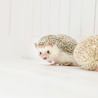 違うパートナーと一緒のところをパパラッチされるハリネズミの写真