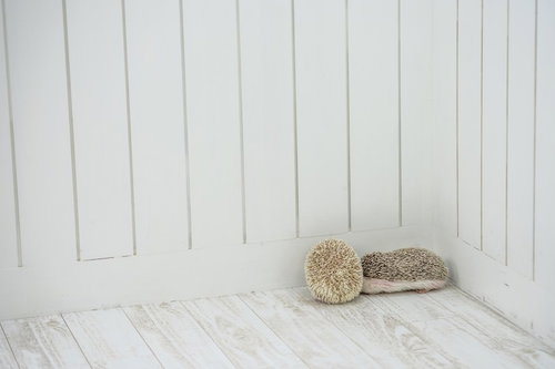 部屋の隅っこで身を丸めて寄り添うハリネズミペア