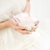 裏返されて観念したハリネズミの写真