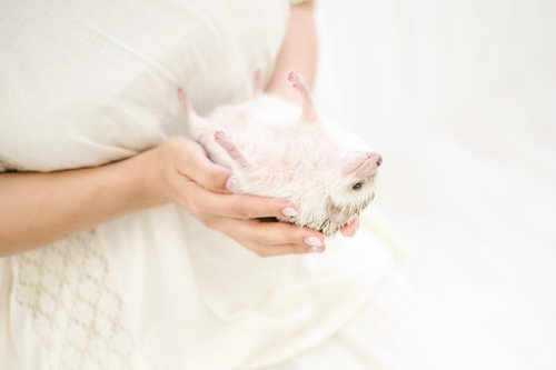 裏返されて観念したハリネズミ