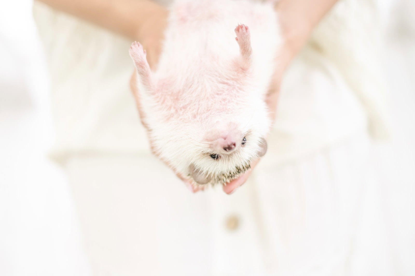 飼い主の手の上で仰向けになって無防備な姿を見せるハリネズミ