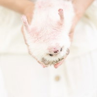 飼い主の手の上で無防備に仰向けになるハリネズミの写真