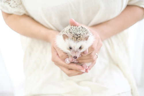 手のひらに乗った小さなクリーム色のハリネズミ