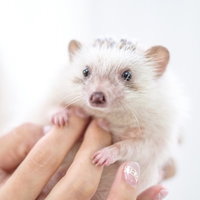 手のひらの上でお腹をさすられるハリネズミの写真