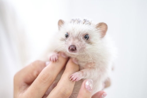 手のひらの上でお腹をさすられるハリネズミ