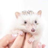 手のひらに乗った白いハリネズミの愛らしい姿の写真