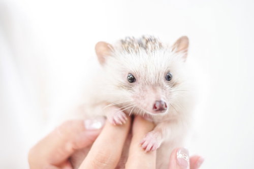 手のひらに乗った白いハリネズミの愛らしい姿