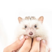 手のひらに乗った小さなハリネズミ、ペットとしての愛らしい表情の写真