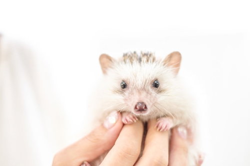 手のひらに乗った小さなハリネズミ、ペットとしての愛らしい表情