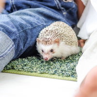 飼い主の手に囲まれてリラックスするハリネズミの写真
