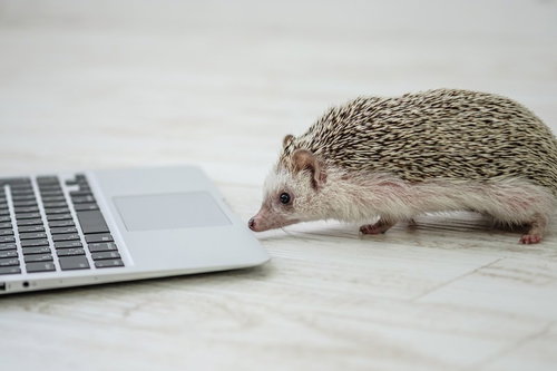 ノートパソコンのキーボードで進捗を確認するハリネズミ