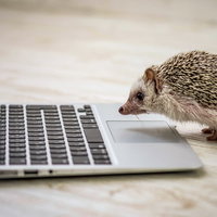 突然のシャットダウンに焦るハリネズミの写真