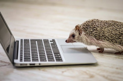 突然のシャットダウンに焦るハリネズミ