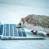 タッチパッドが使いこなせないハリネズミの写真