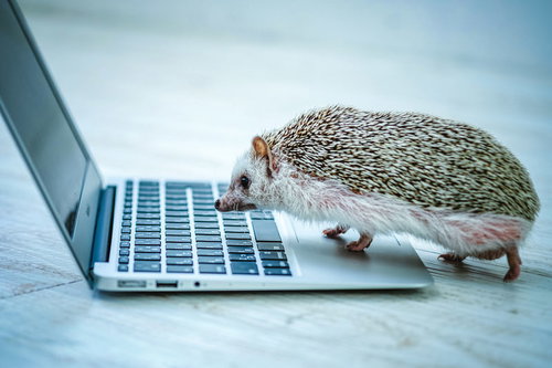 タッチパッドが使いこなせないハリネズミ