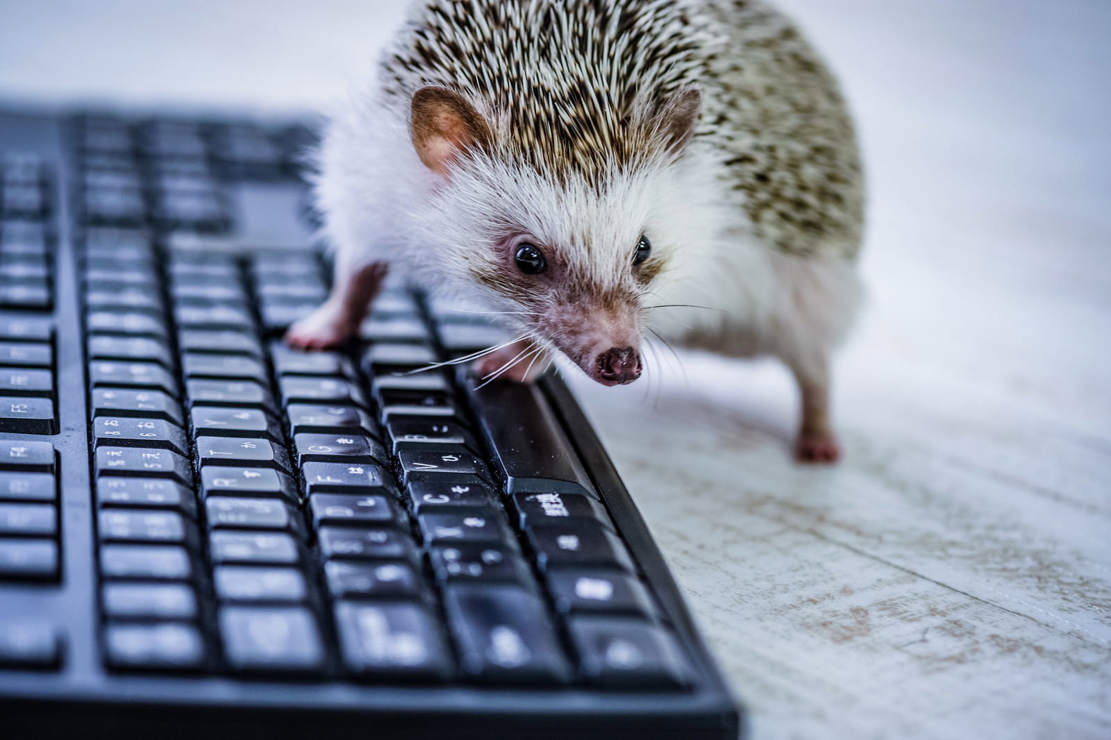 キーボードの上に立つ小さなハリネズミ