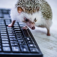 ちくしょう、転職だ！キーボードの上のハリネズミの写真