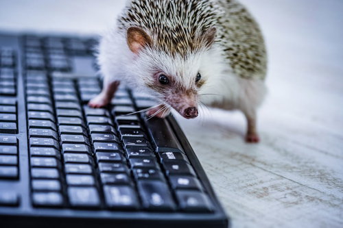 ちくしょう、転職だ！キーボードの上のハリネズミ